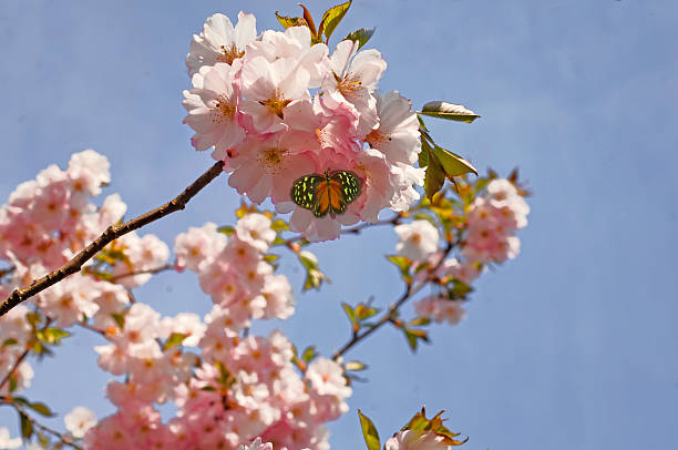 istock pink colored blooming branch with Japanese cherry blossom 515751726