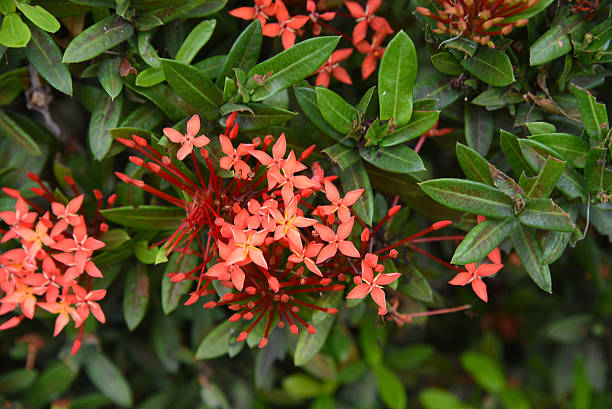 istock closed up the red ixora in garden 515751778