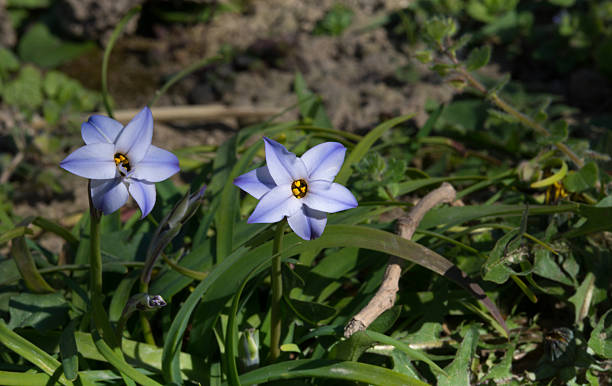 Peregrinans Ipheion, small blue flower