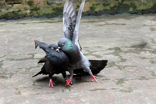 istock Couple of Pigeons 515768347