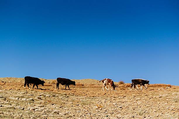 vacas de oriente medio - kurdistán iraquí fotografías e imágenes de stock