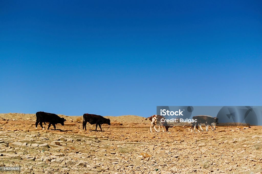 Iraq Cows Middle East Cows Stock Photo - Download Image Now - Iraq, Agricultural ...