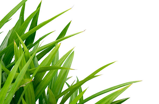 istock pandan isolated on white background in horizontal view 515771115