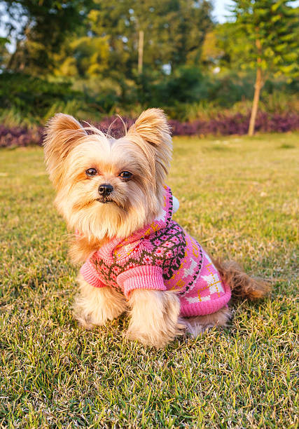 istock Cute Dog in the Garden 515771265