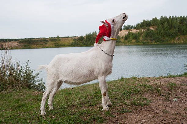 istock symbol of the year-goat 515772257