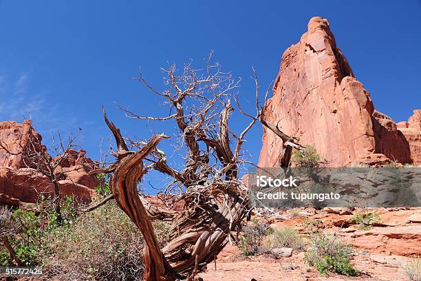 Arches National Park Stock Photo - Download Image Now - Arches National Park, Avenue, Bush