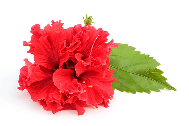 istock Hibiscus flower isolated on white 515773059