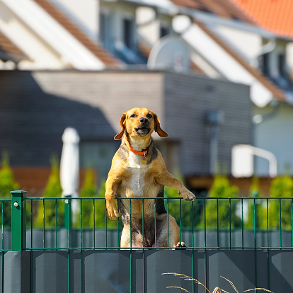 Dog climbs over fence