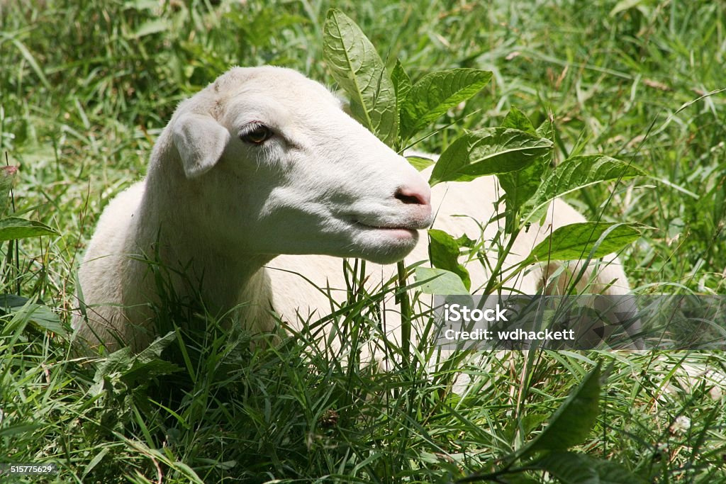 Lamb in the Grass Little lamb laying in the grass Affectionate Stock Photo