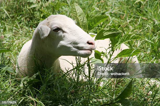 Lamb In The Grass Stock Photo - Download Image Now - Affectionate, Agriculture, Alabama - US State