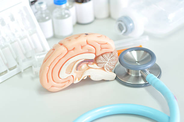 istock human brain model and medical laboratory 515775819