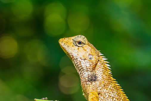 กิ้งก่าไทยบนใบเขียว ภาพสต็อก - ดาวน์โหลดรูปภาพตอนนี้ - การถ่ายภาพ - ภาพ ... กิ้งก่าไทยบนใบเขียว ภาพสต็อก - ดาวน์โหลดรูปภาพตอนนี้ - การถ่ายภาพ - ภาพ ...