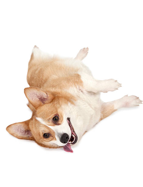 istock Studio shot of Welsh corgi Pembroke dog 515777520