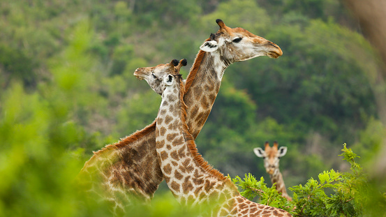 Two giraffes giving each other a hug in Kruger.
