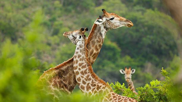 Giraffe Love Two giraffes giving each other a hug in Kruger. kruger national park photos stock pictures, royalty-free photos & images