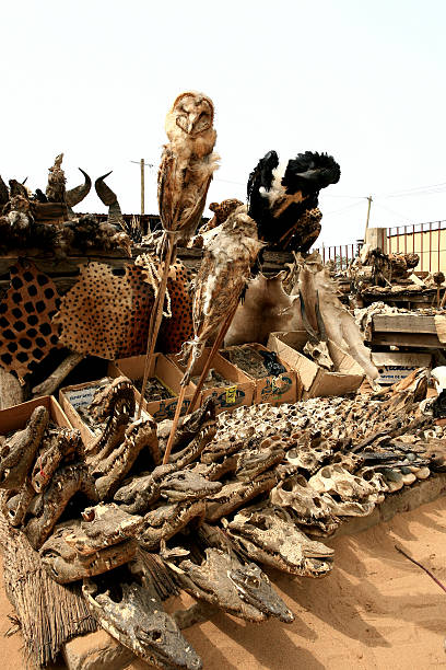 schädel & 부두교 utensilien, lomé, 토고에 - akodessewa 뉴스 사진 이미지