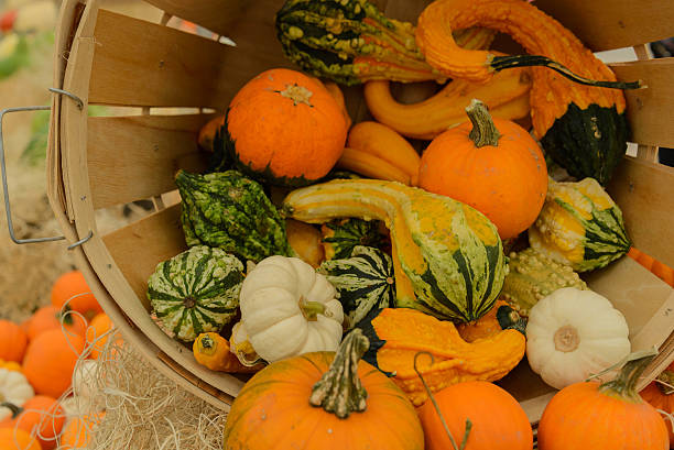 istock pile of pumkins 515780531