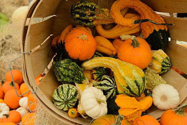 istock pile of pumkins 515780703