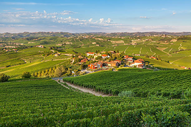 istock Small village among green vineyards at sunset. 515780875