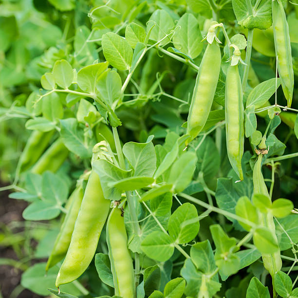 istock fresh ripe peas growing on the farm, closeup 515781883