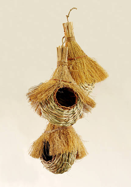 istock Beautiful handwoven bird nests 515781917