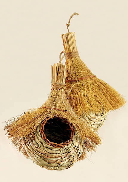 istock Closeup of handwoven bird nests 515781933