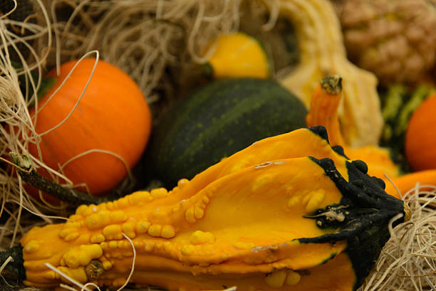 istock pile of pumkins 515782013