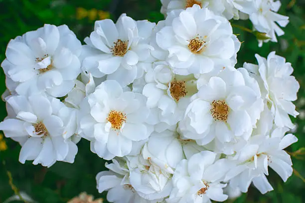 Beautiful pwhite roses in the garden on a branch