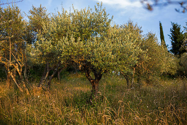istock olive orchard in Tuscany, Italy 515783395