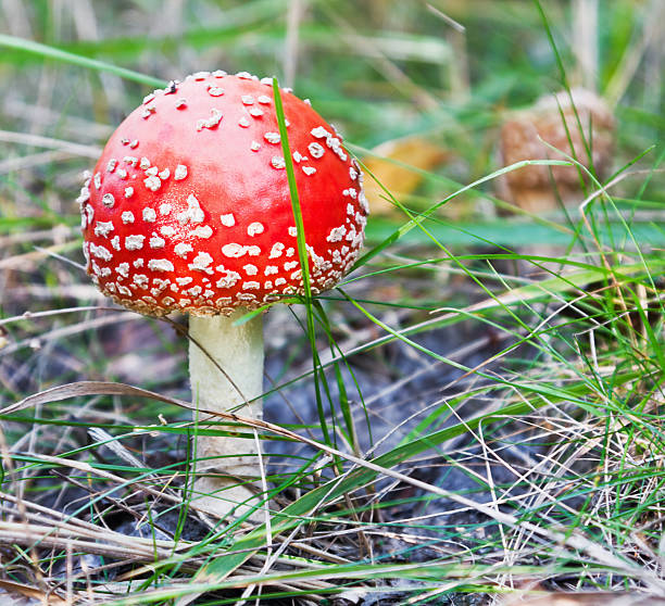 istock amanita in the grass 515783659