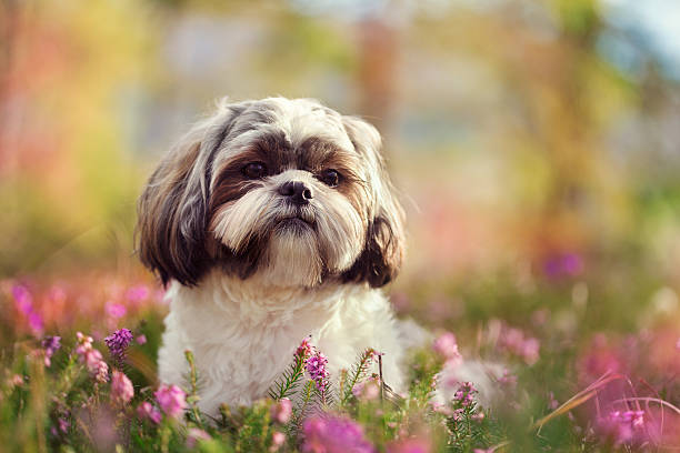 Shih tzu in nature Shih tzu in nature, colorful  springtime image shih tzu stock pictures, royalty-free photos & images