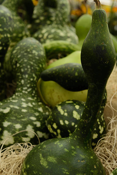 istock pile of pumkins 515783929