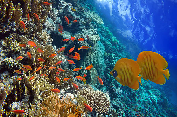 istock Underwater scene, showing different colorful fishes swimming 515784012
