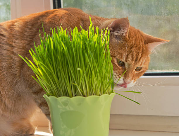 istock Cat and vase of fresh catnip 515784067