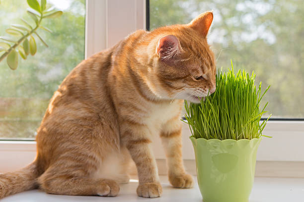 istock Cat and vase of fresh catnip 515784073
