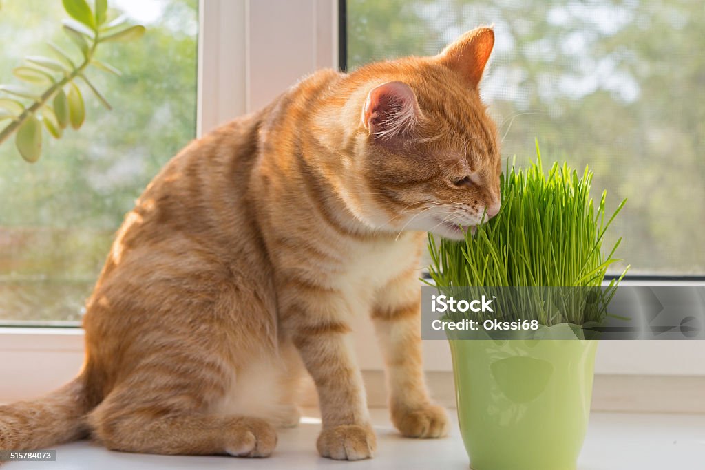 Cat and vase of fresh catnip Cat sniffing and munching a vase of fresh catnip Catmint Stock Photo