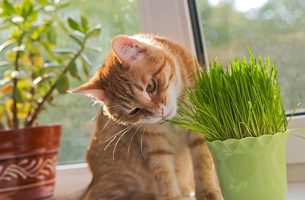 gato y florero de catnip frescas - felino fotografías e imágenes de stock