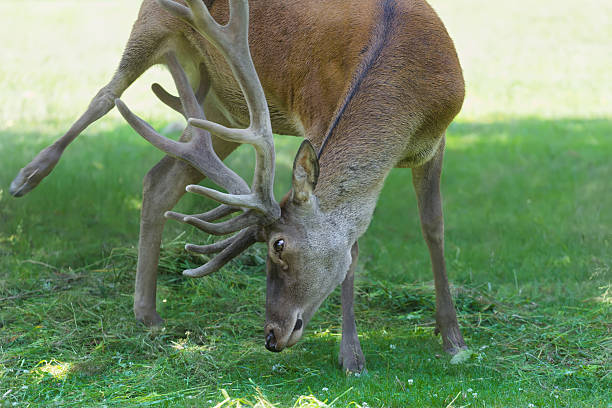 istock Itching mature male red deer or stag with huge antlers 515784148