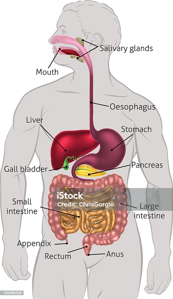 Human Digestive System Tract The human digestive system, digestive tract or alimentary canal with labels. Labelled with UK spellings and labels like those in the GCSE syllabus Digestive System stock vector