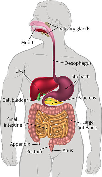 Human Digestive System Tract The human digestive system, digestive tract or alimentary canal with labels. Labelled with UK spellings and labels like those in the GCSE syllabus human duodenum stock illustrations