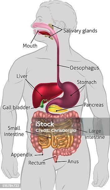 Human Digestive System Tract Stock Illustration - Download Image Now - Digestive System, Abdomen, Anatomy