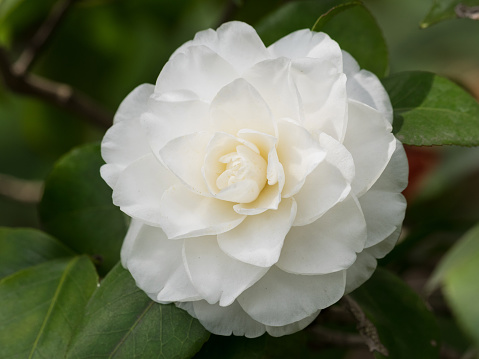 Blossoms of white camellia , Camellia japonica