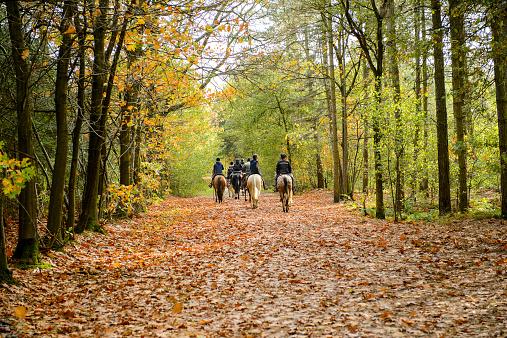 Rucphen, The Netherlands - October 29, 2013: Group of horse riders in the forest in autumn