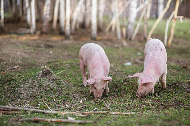 istock pig's children on farm 515785392