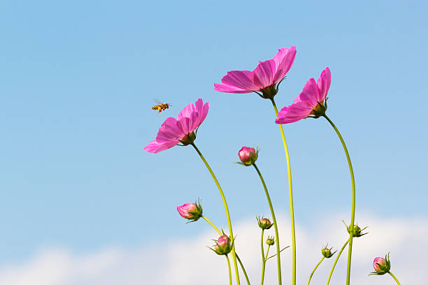 abeja cosmos y las flores con un cielo azul. - autumn blue botany clear sky fotografías e imágenes de stock