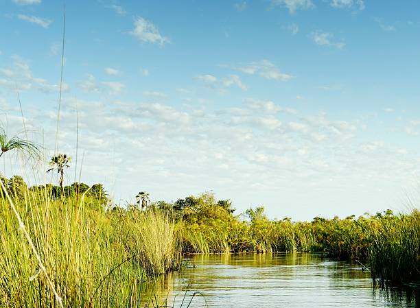 papyrus-reed Premium Photos, Pictures and Images by Istock