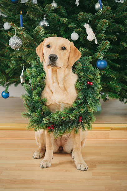 istock Labrador retriever dog wearing Christmas wreath 515785894