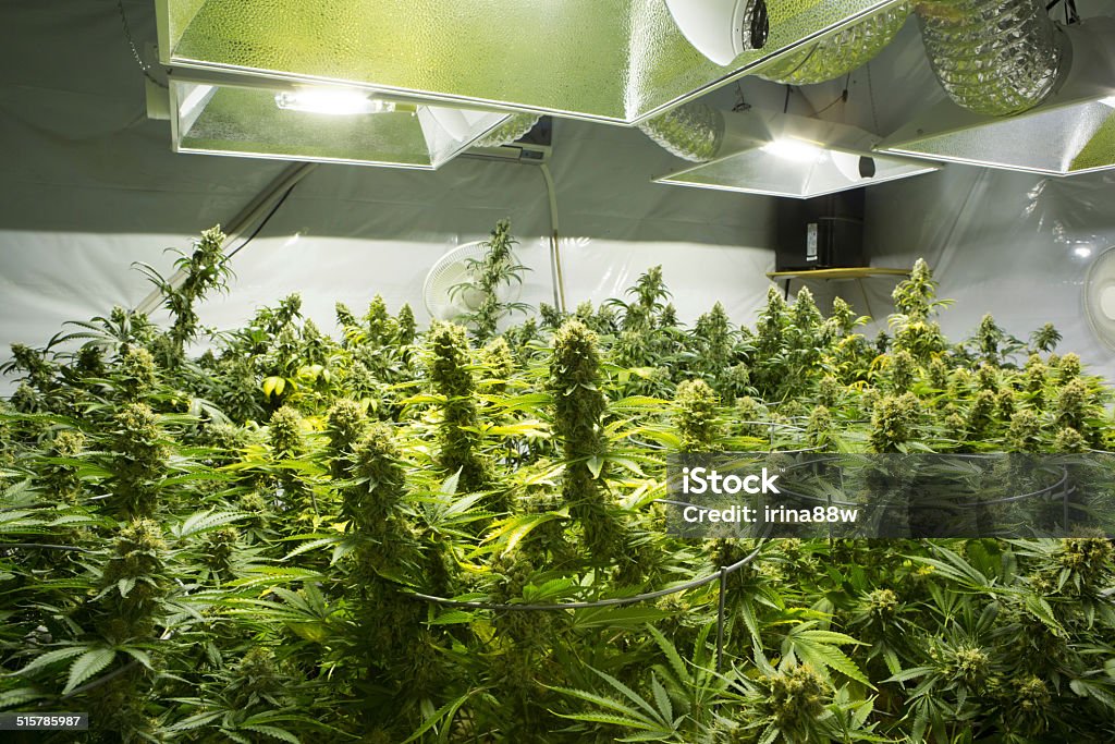 Marijuana flower buds. Marijuana buds ( cannabis), hemp plant. Washington State. Legal Medical marijuana law in US. Cannabis Plant Stock Photo