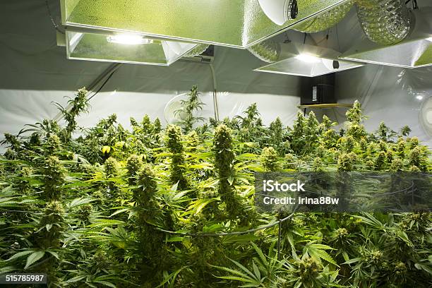 Marijuana Flower Buds Stock Photo - Download Image Now - Cannabis Plant, Indoors, Greenhouse