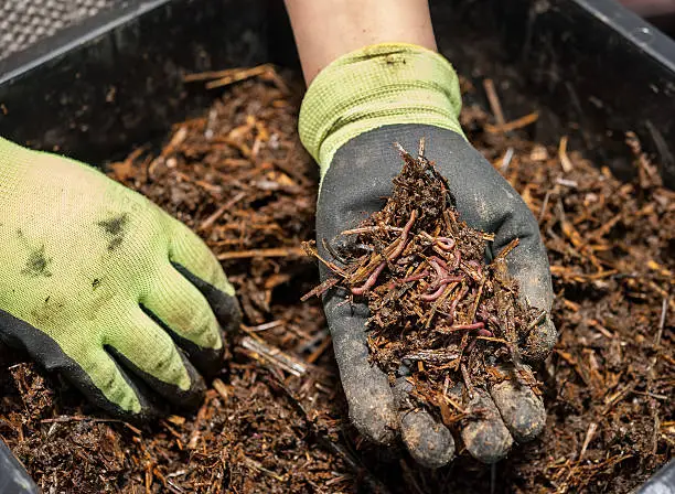 The worm composting is a great fertilizer